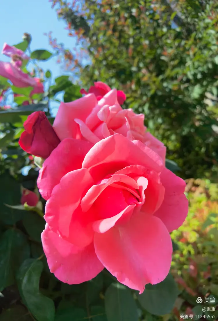 2025小区里随拍枚瑰花绽放👍🏻👍🏻欢迎👏👏大家欣赏✌✌“原创”(25)。